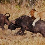 Murchison Fall & Kidepo National Parks