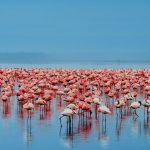 Best of Kenya