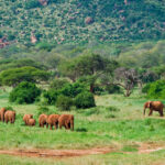 Kidepo Safari