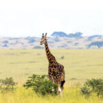 Murchison Falls & Kidepo National Parks