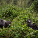 Gorilla Trekking In Uganda